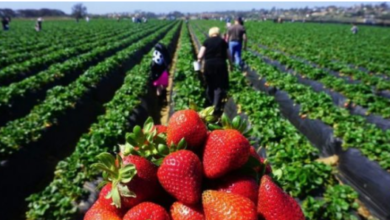 مطلوب عمال وعاملات فلاحيين بدون شهادة او دبلوم بدولة فرنسا