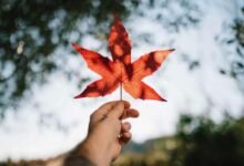 فرص عمل في كندا